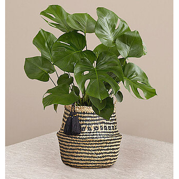 Plants Flowers Gifts | Monstera Plant in Basket