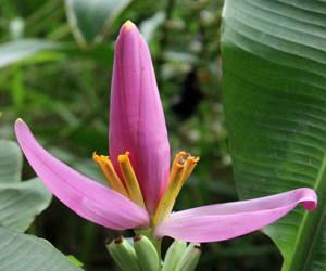 Plant Pictures | Musa Banana Plant Flower