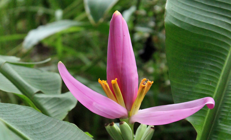 Image of Musa Flower Banana Plant | Pictures Plants Flowers