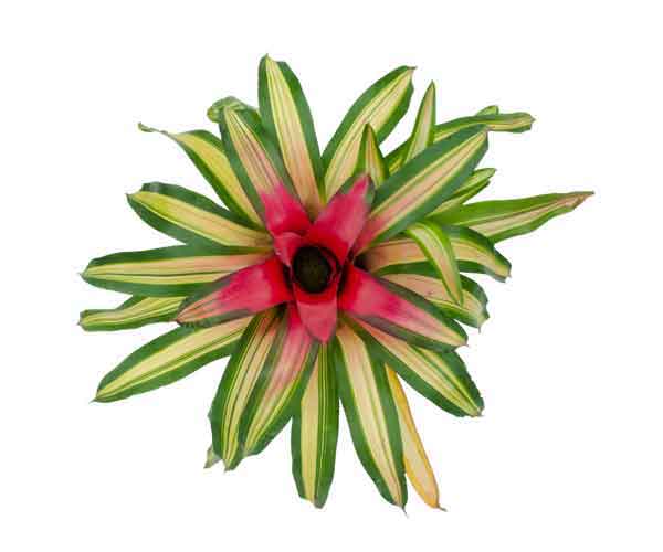 Neoregelia Bromeliad Plant | Indoor House Plant Pictures Names Care