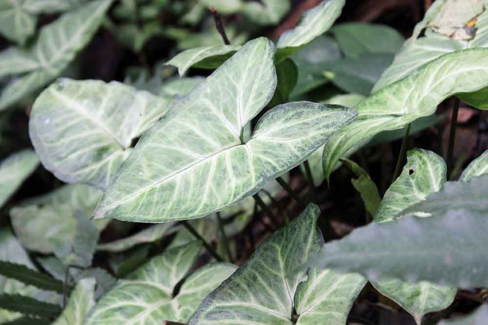 Syngonium Houseplant Care | Plants Flowers