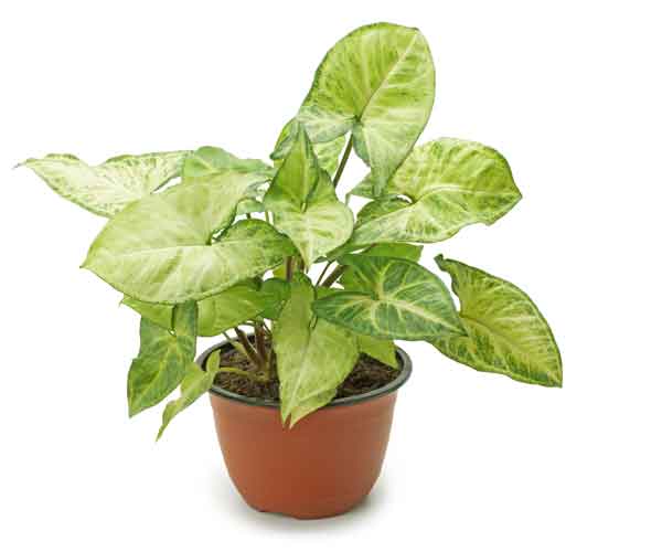 Common House Plants | Nephthytis Houseplant Care