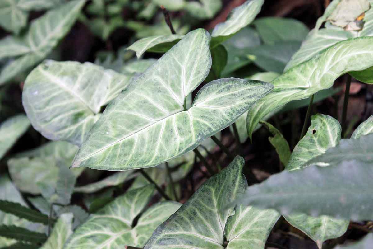 plant nephthytis syngonium elephant ear care butterfly plants indoor plantandflowerinfo podophyllum names leaf flower flowers arrowhead houseplant flowering goosefoot easy