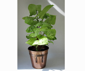 Plant Pictures | Nephthytis Plant in Brass Pot