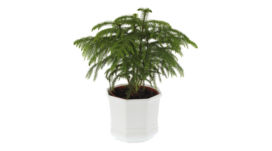 Norfolk Island Pine Tree House Plants Flowers