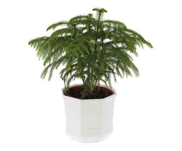 Norfolk Island Pine | Indoor House Plants