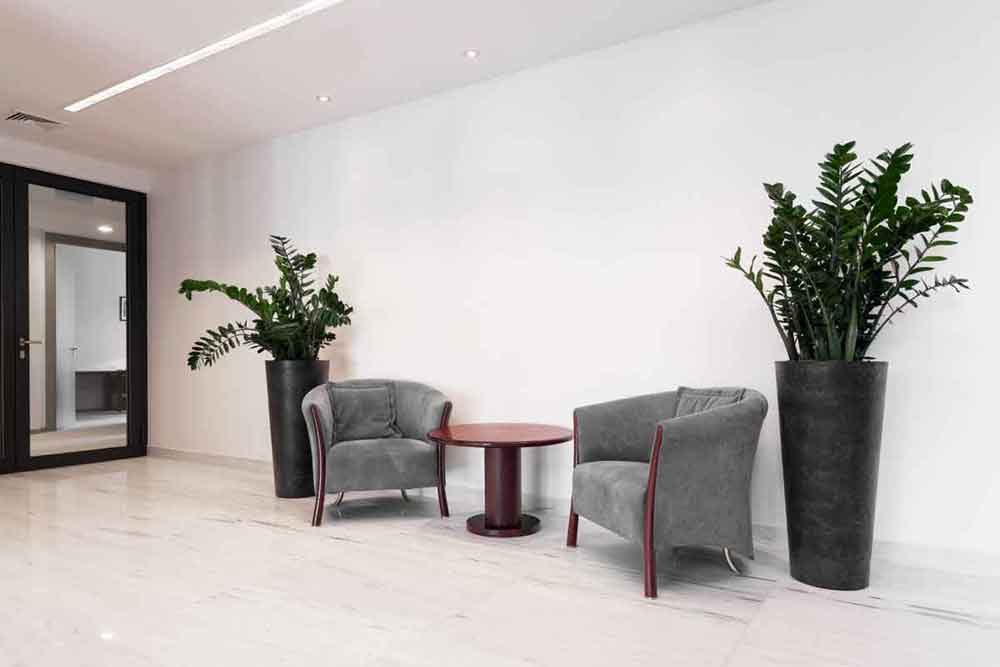 Office Plant Care New York NY | Plant Care