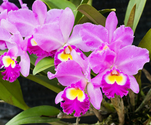 Picture of Cattleya Orchid Flowers | Pictures Orchid Flowers