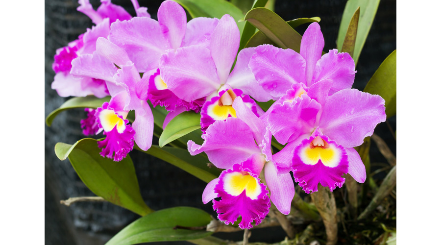 Picture of Cattleya Orchid Flowers | Pictures Orchid Flowers