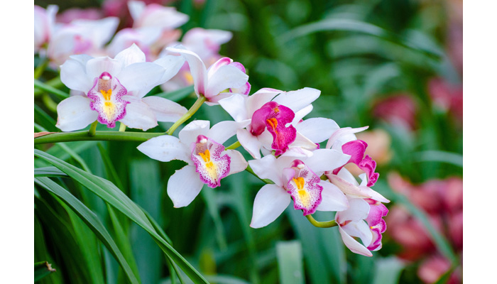 Cymbidium Orchid Flowers | Indoor Plants Flowers