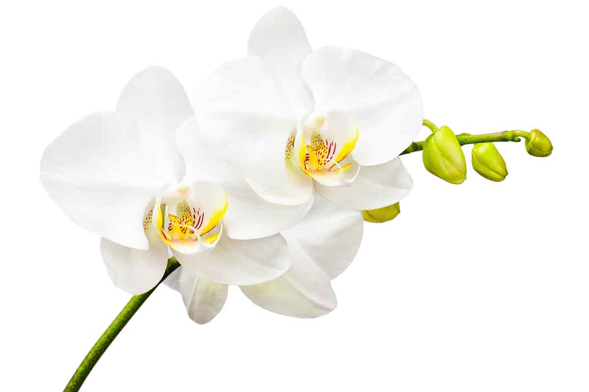 Plant Care Water for Orchid | House Plants Flowers