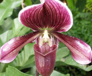 Pictures of Orchids | Picture of Purple Paphiopedilum Orchid Flower