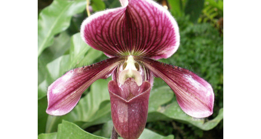 Image of Orchid Paphiopedilum | Purple Flower