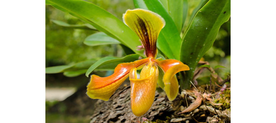 Pictures Orchid Flowers | Picture of Paphiopedilum Orchid Flower