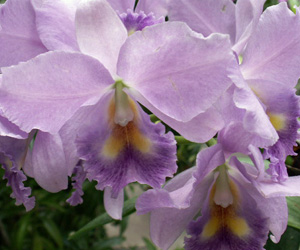 Orchid Pictures | Purple Cattleya Orchids