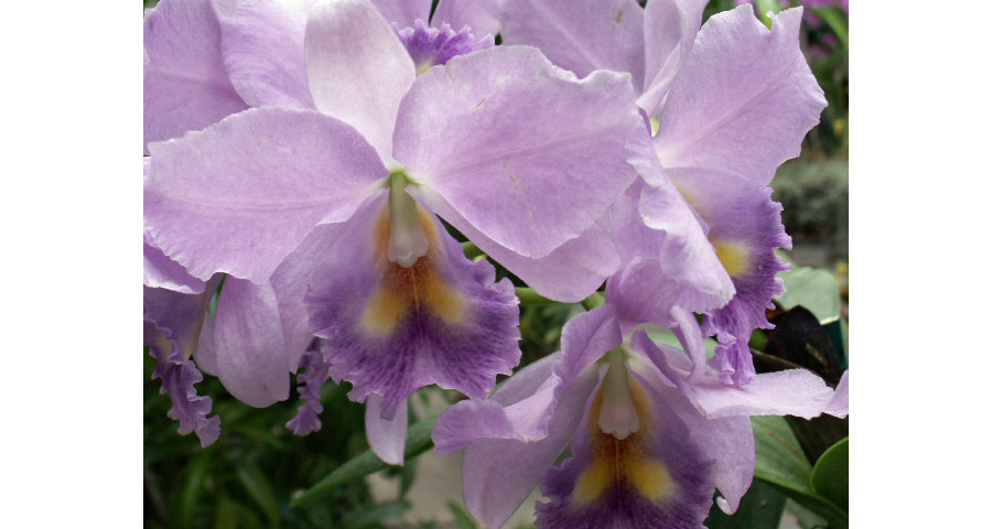 Image of Purple Flowers on Orchid | Plants Flowers