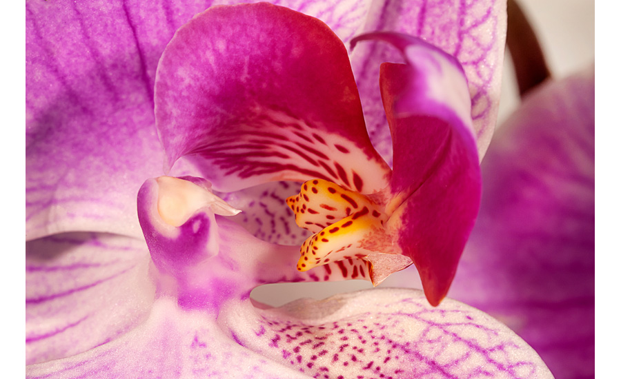 Image Orchid Flower Purple | Pictures Plants Flowers