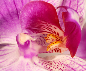 Purple Orchid Close Up | Pictures of Orchid Flowers