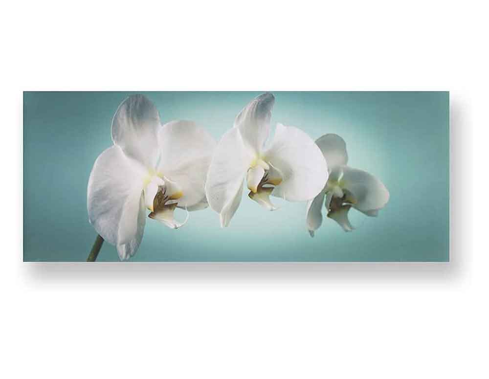 White Orchid Flowers on Teal Background Art | Art Flowers Plants