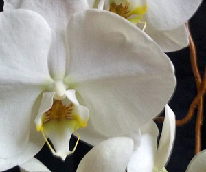 White Orchid Close Up | Pictures Flowers Plants
