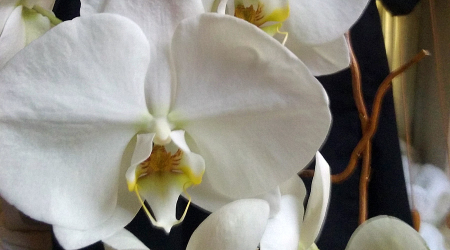 Image of White Orchid Close Up | Images Flowers Plants