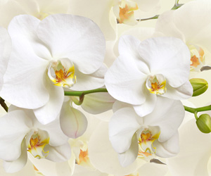 Plant Pictures | White Moth Orchid