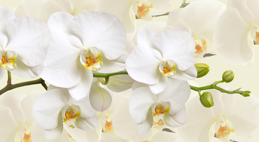 Picture of White Moth Orchid Flowers | Pictures Orchid Flowers