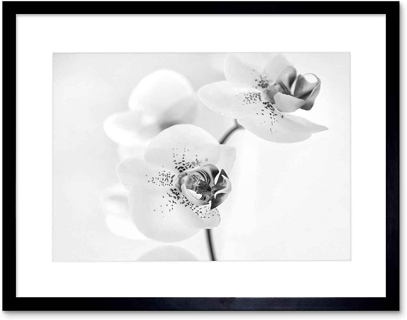 Black and White Orchid Art Print | Flowers Plants Art