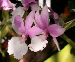 Pictures of Orchids | Orchid Flowers Purple White