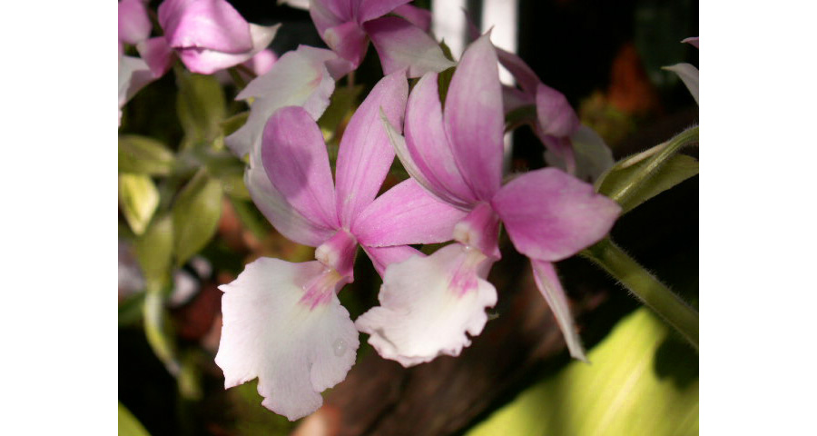 Picture of Purple White Flowers Orchids | Images Flowers Plants