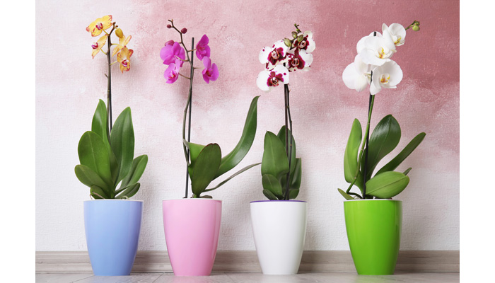 Orchid Orchids | House Plants Flowers