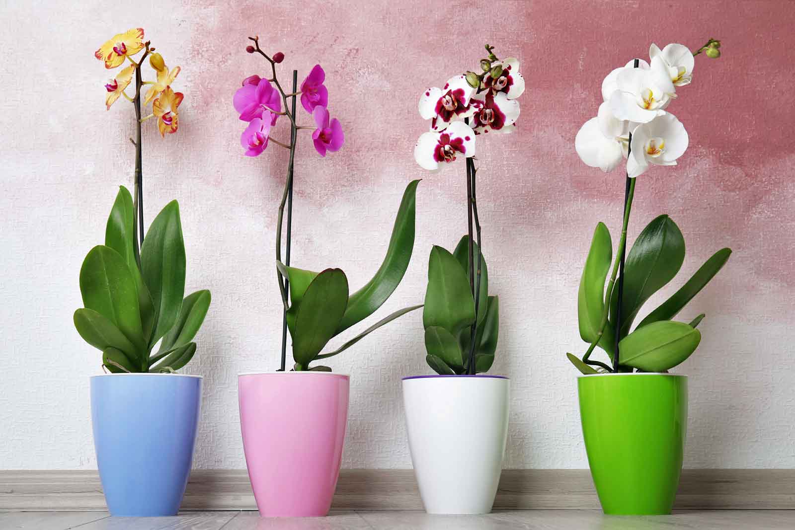 Plant Care Orchid | House Plants Flowers