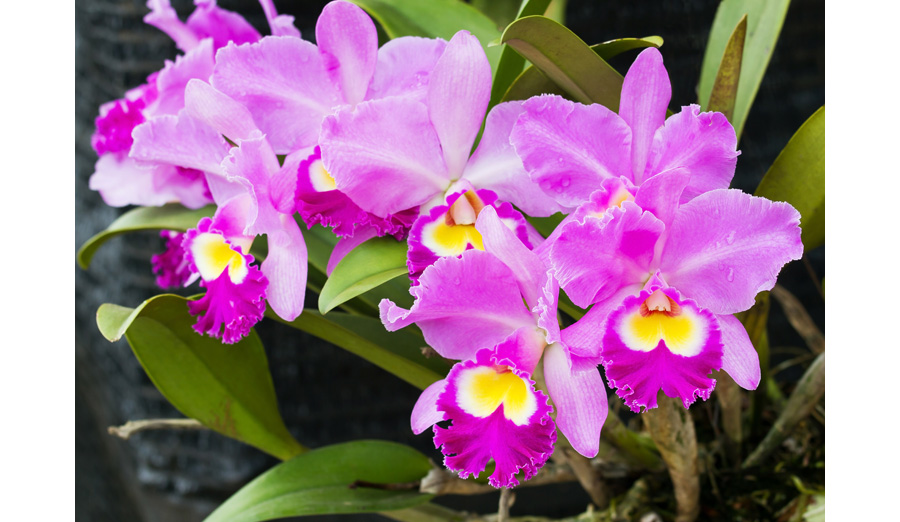 Plant Orchid | House Plants Flowers