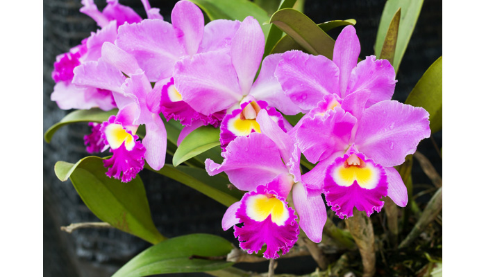Cattleya Orchid Flowers | House Plants Flowers
