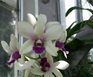 Pictures of Orchids | Orchid Flower Purple on White