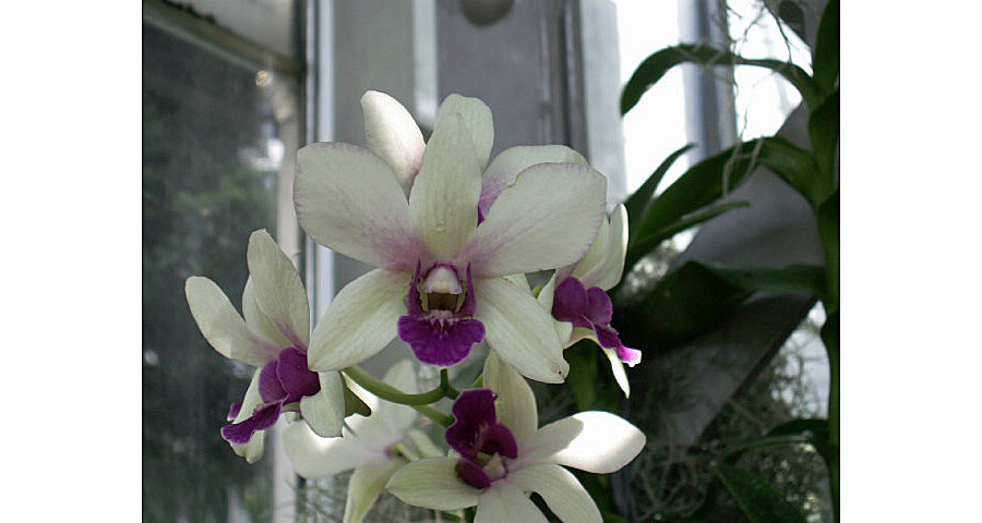 Image Orchid Purple on White | Images Flowers Plants