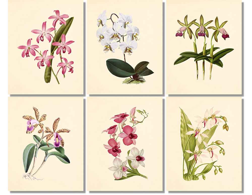 Plants Flowers Art | Vintage Orchid Art Panels