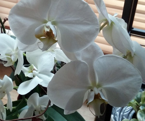 Pictures of Orchids | White Phalaenopsis Flowers