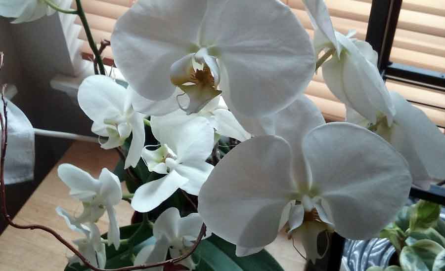 Image White Phalaenopsis Orchid | Indoor Flowers Plants