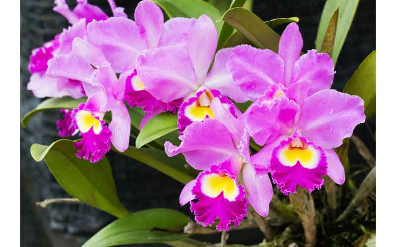 Art Orchids Plant Flower | Plants Flowers Art
