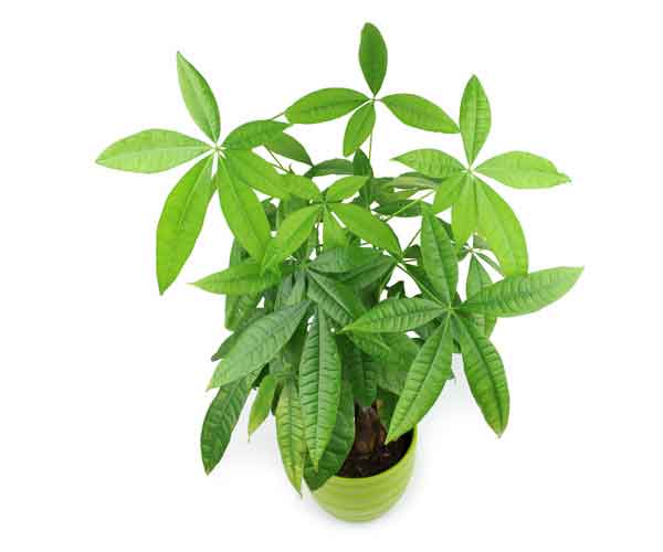 Picture of Pachira Plant or Money Tree