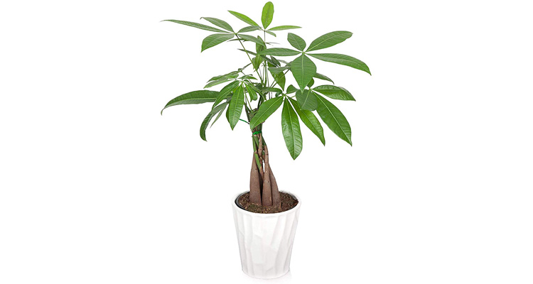 Buy Live Plants | 6 Inch Pachira Money Tree Plant Braid