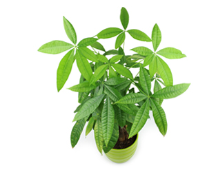 Plant Pictures | Money Tree Pachira Plant