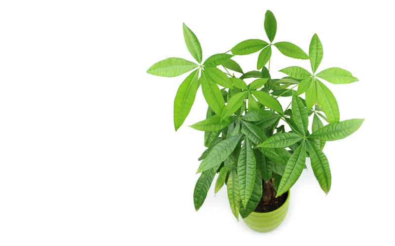 Picture of Pachira Money Tree Plant | Pictures Plants Flowers