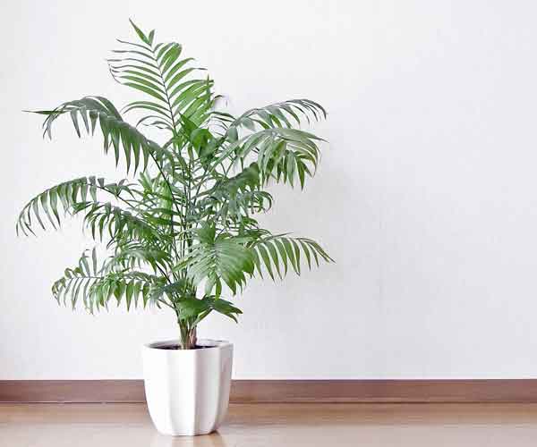 Parlour Palm Plant Care | House Plants Flowers