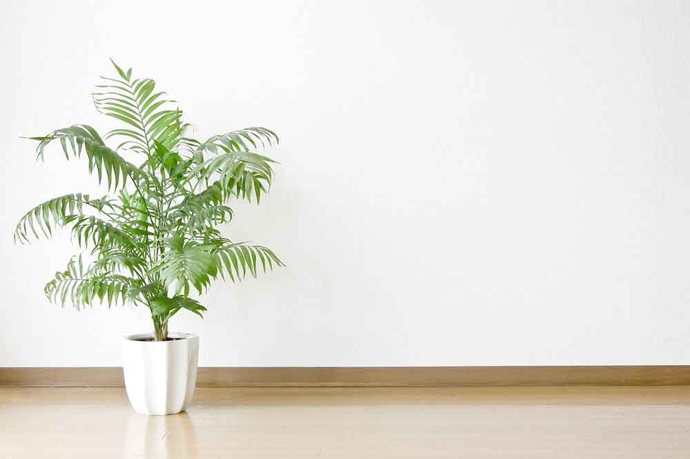 Plant Care Parlour Palm | Indoor House Plants