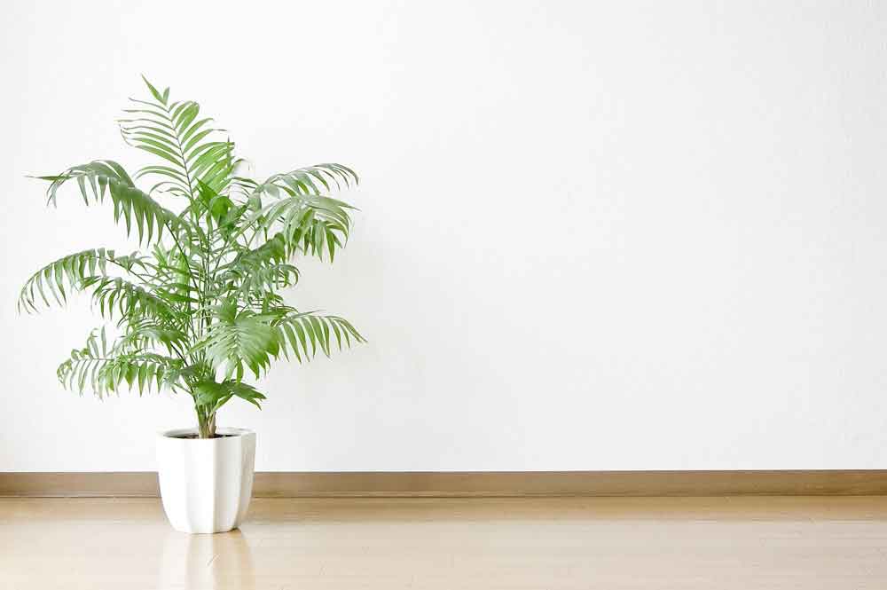 Parlour Palm Plant Care | House Plants Flowers