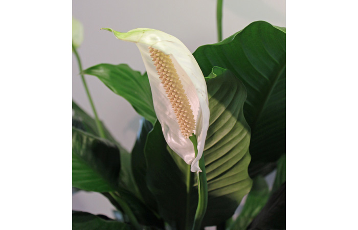 Peace Lily Plant Care | House Plants Flowers