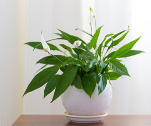 Best House Plants | Peace Lily Plant Care
