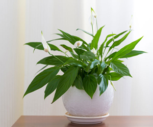 Best Indoor Plants | Peace Lily Plant Care